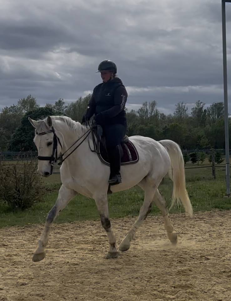 Hongre selle fran&ccedil;ais 10 ans