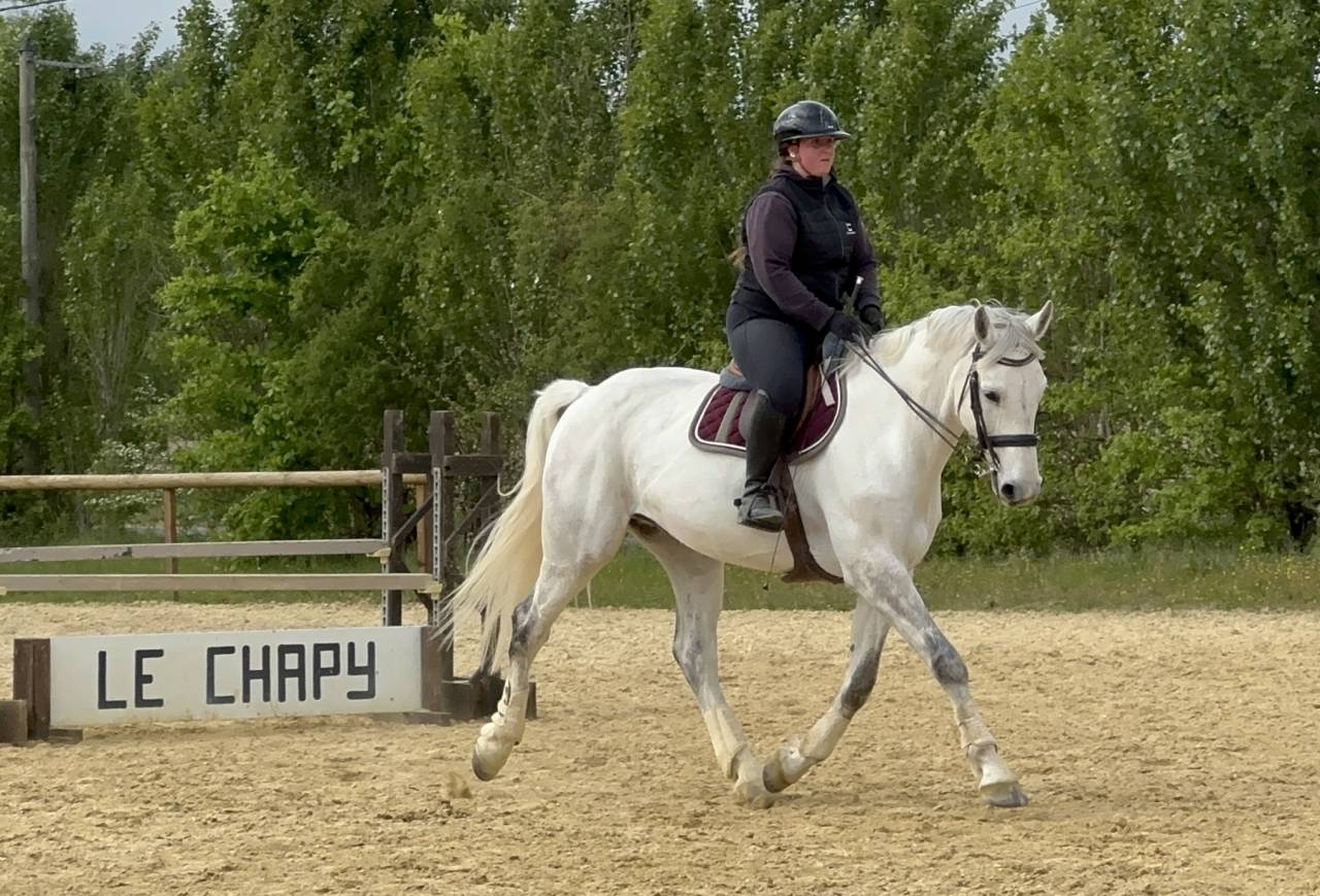 Hongre selle fran&ccedil;ais 10 ans