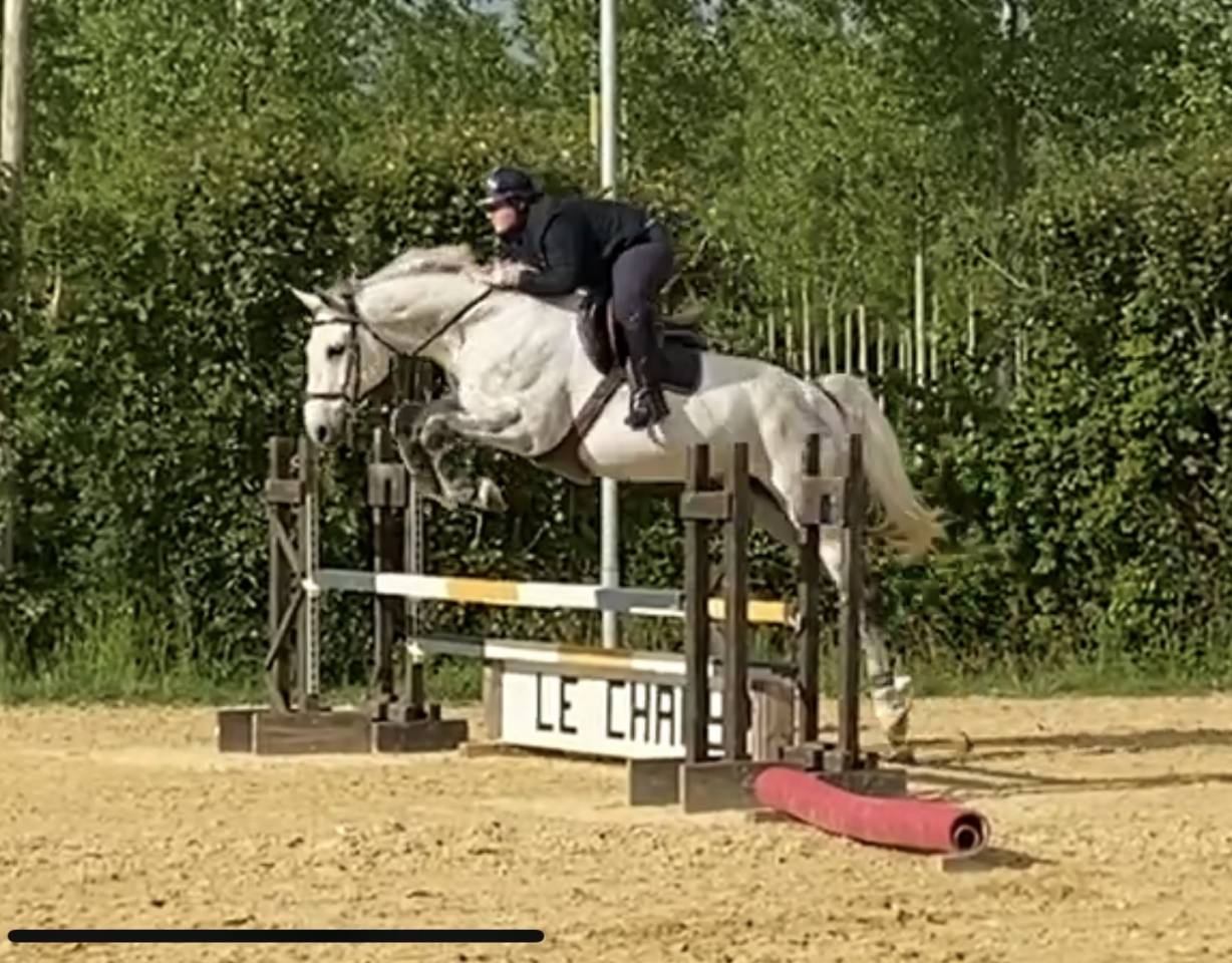 Hongre selle fran&ccedil;ais 10 ans