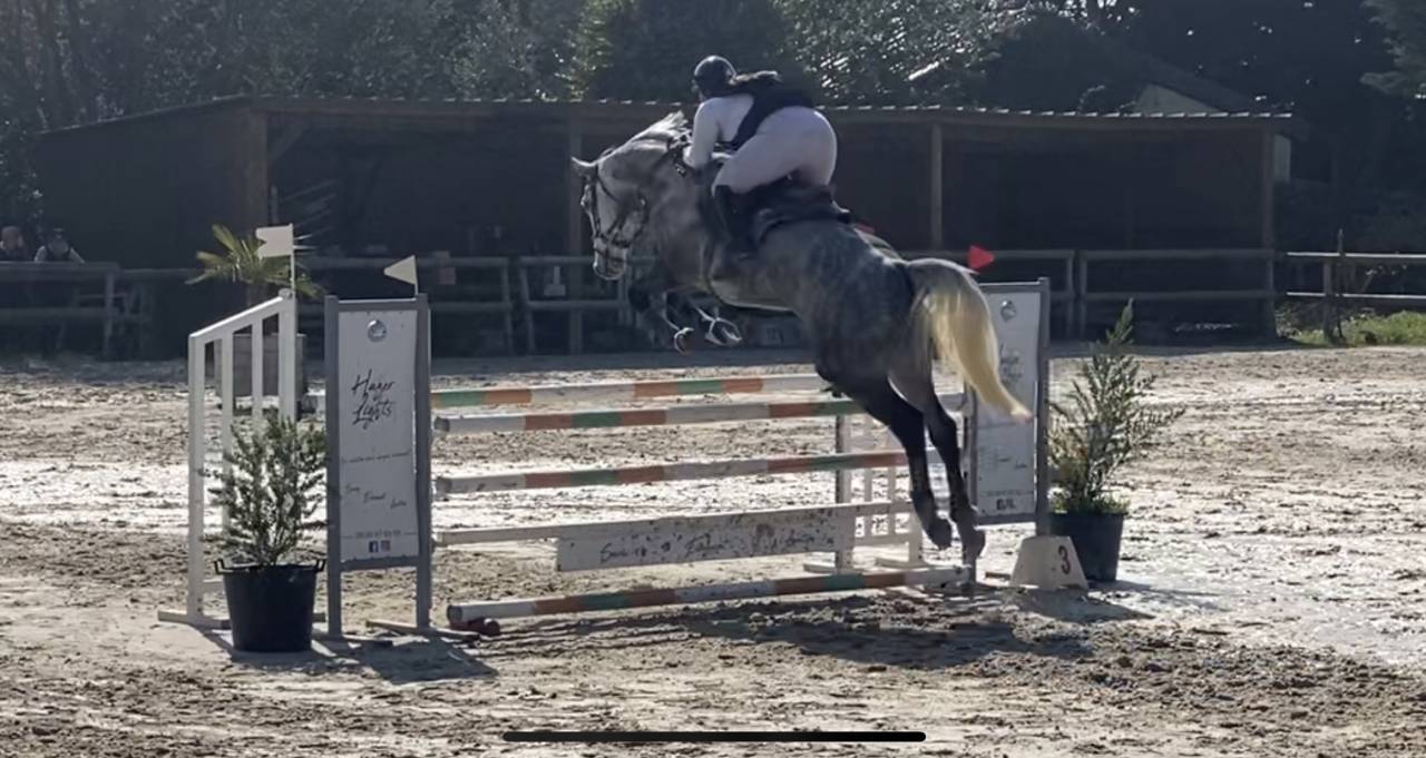 Hongre selle fran&ccedil;ais 10 ans