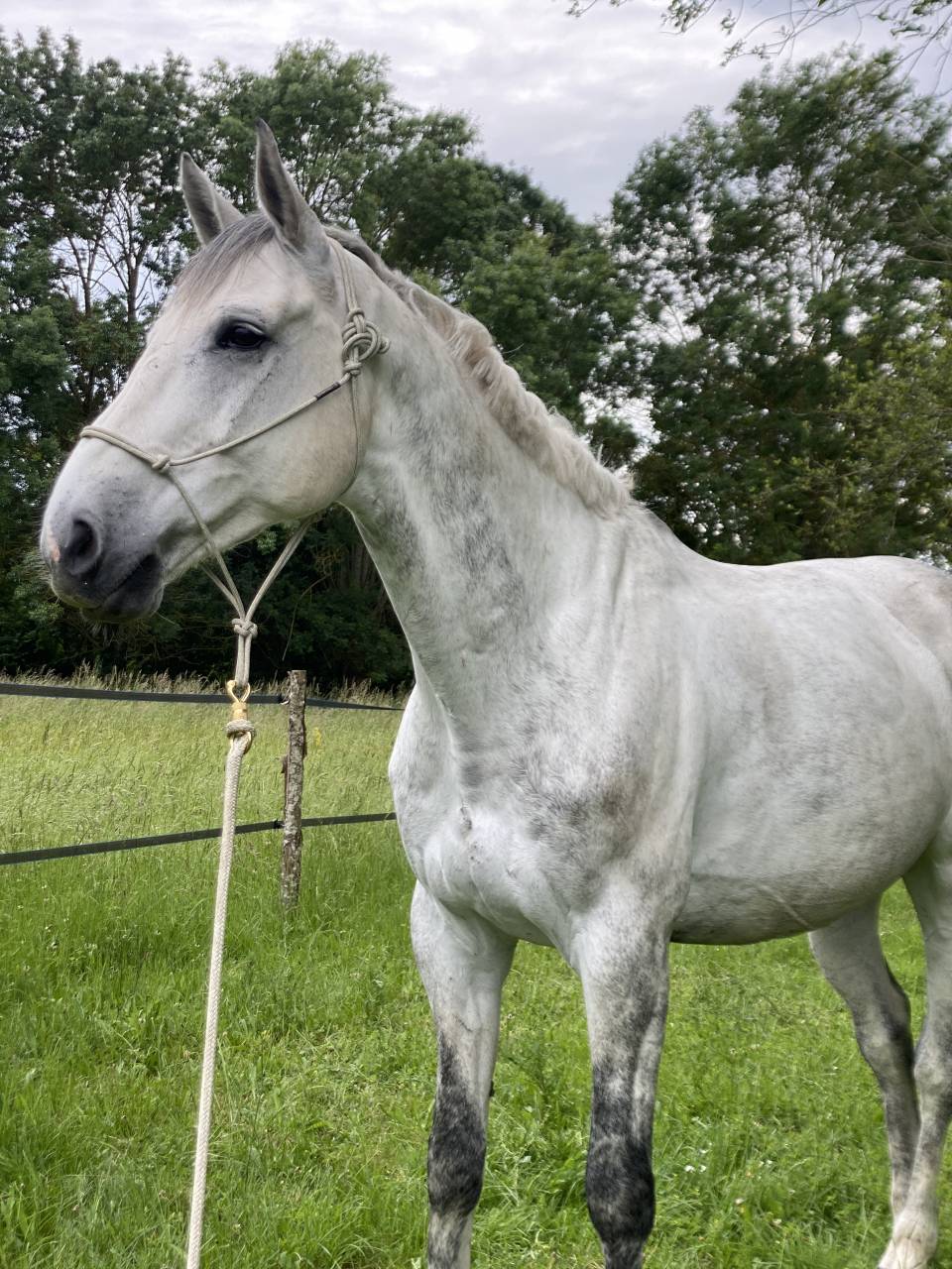 Hongre selle fran&ccedil;ais 10 ans