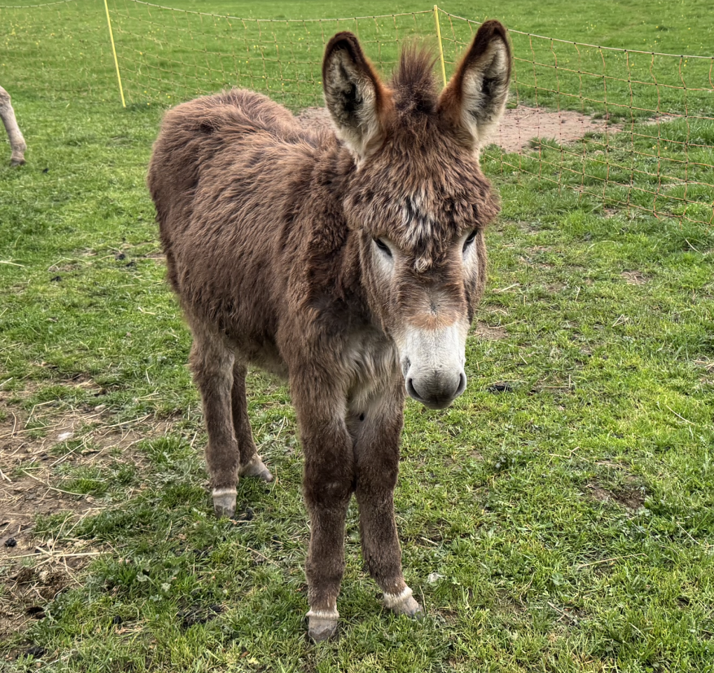 &Acirc;non m&acirc;le &ndash; 6 mois &ndash; tr&egrave;s doux et sociable