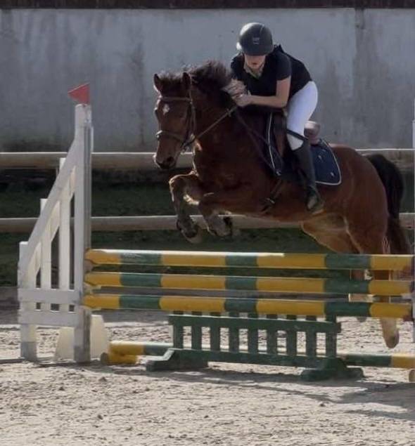 Poney fran&ccedil;ais de selle 8 ans 