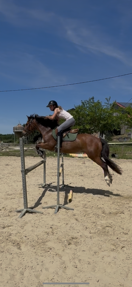 Poney fran&ccedil;ais de selle 8 ans 