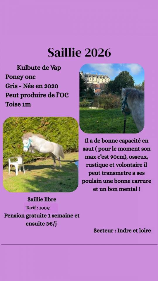 Saillie poney 