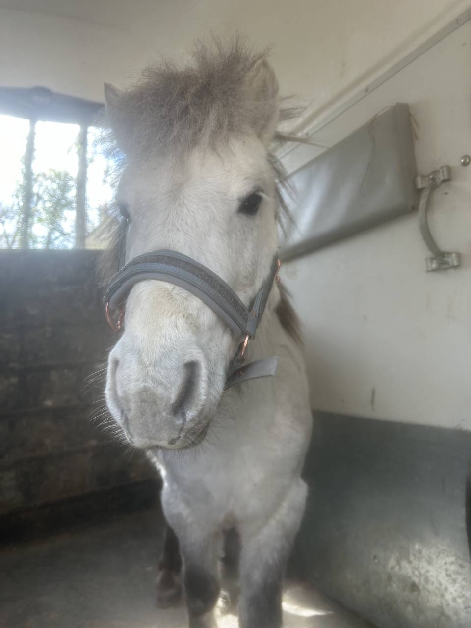 Saillie poney 
