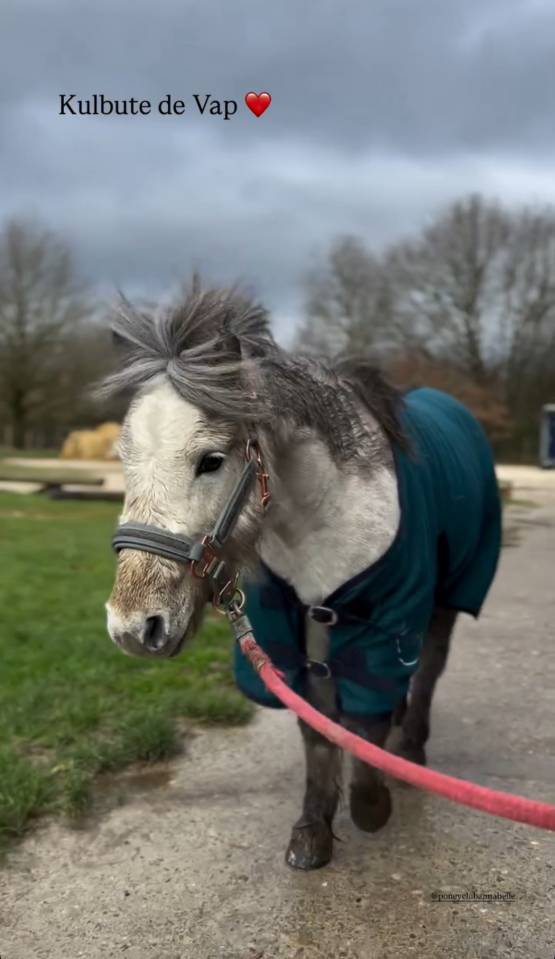 Saillie poney 