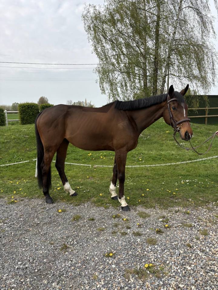 &Agrave; vendre cheval polyvalent.