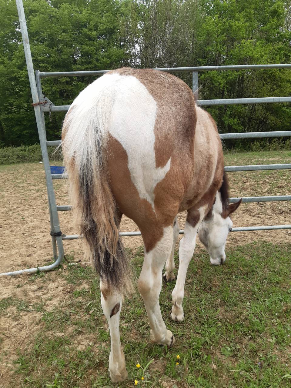 Pouliche paint horse 