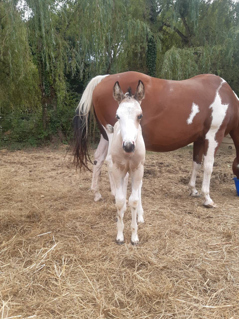 Pouliche paint horse 
