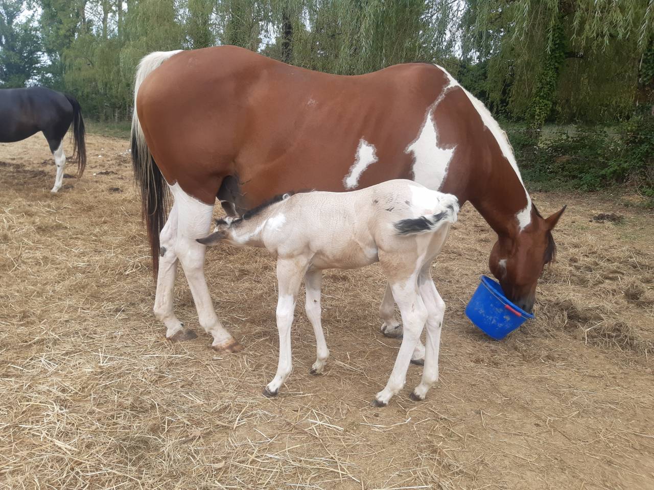 Pouliche paint horse 