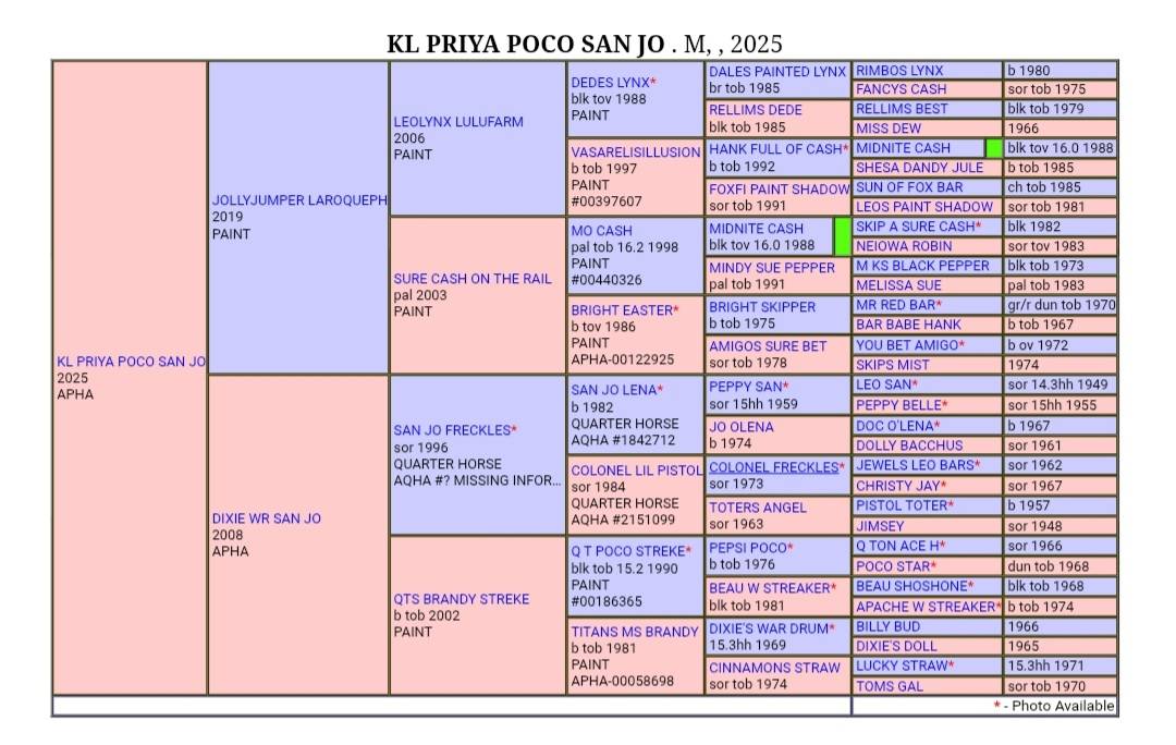 Pouliche paint horse 