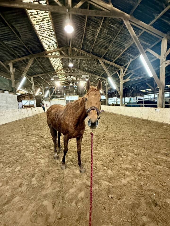 Jument Anglo Arabe Compl&eacute;ment 9 ans