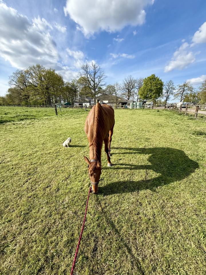 Jument Anglo Arabe Compl&eacute;ment 9 ans
