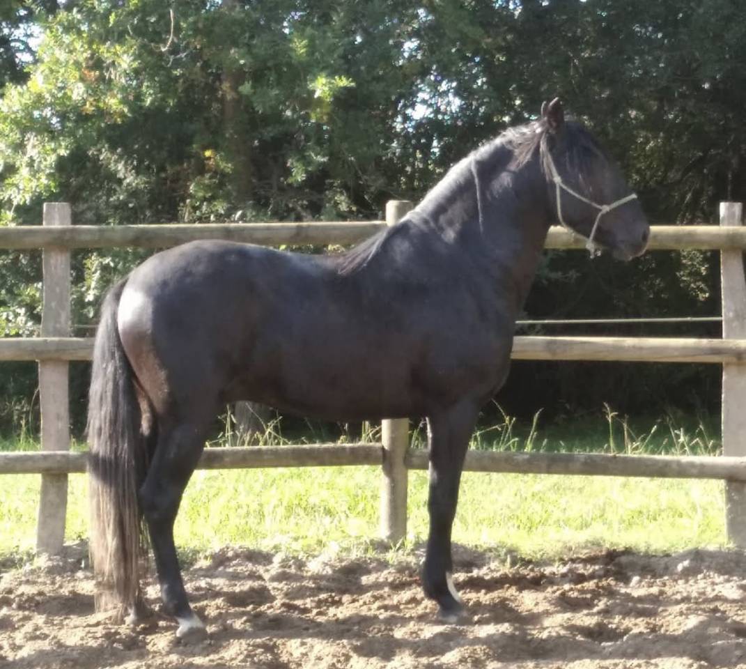 Paloma Pamaro (pouliche PRE PP)