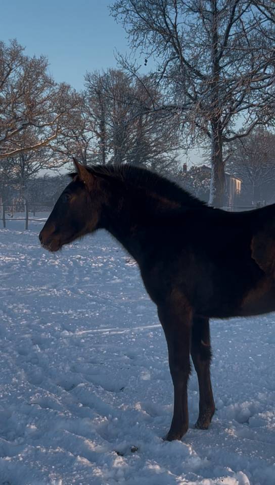 Paloma Pamaro (pouliche PRE PP)