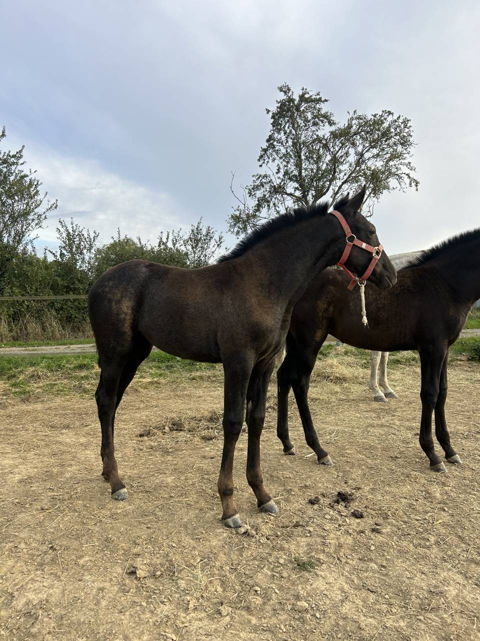 Paloma Pamaro (pouliche PRE PP)