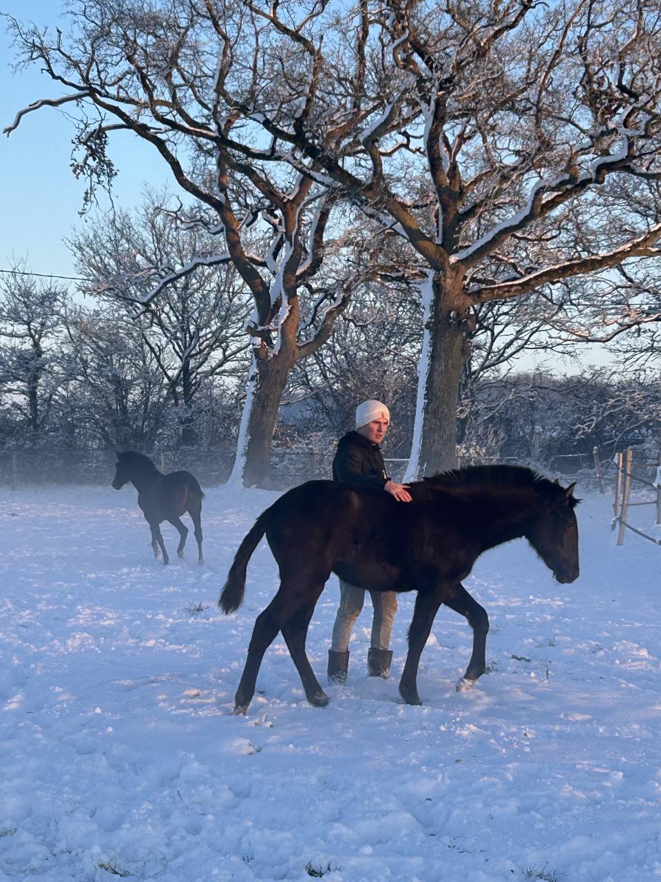 Paloma Pamaro (pouliche PRE PP)