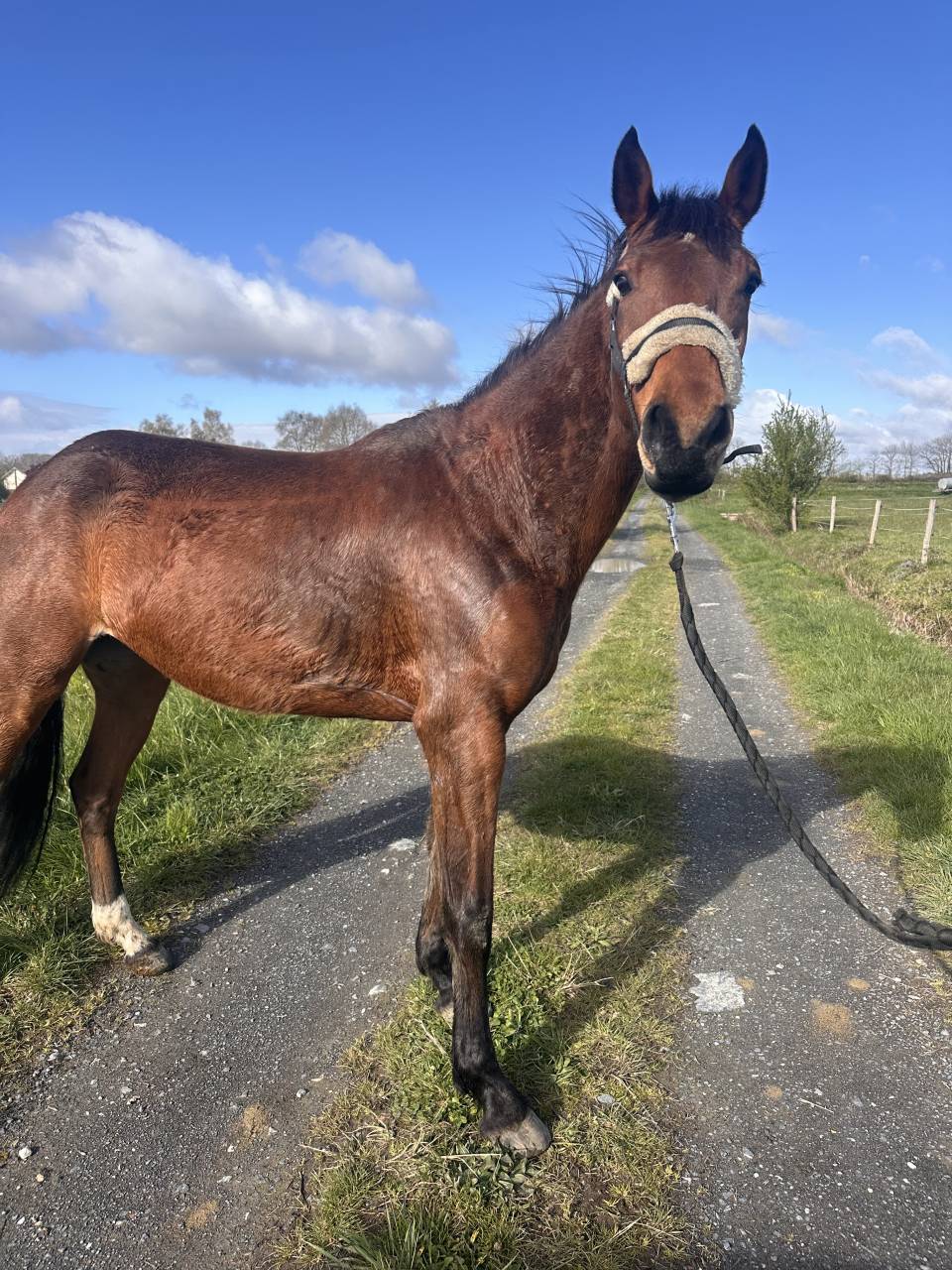 Joyeuse jeune jument 6 ans 