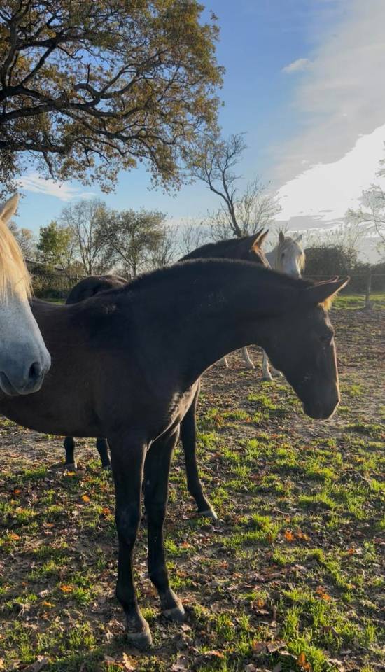 Primavera Pamaro (Pouliche PRE PP)