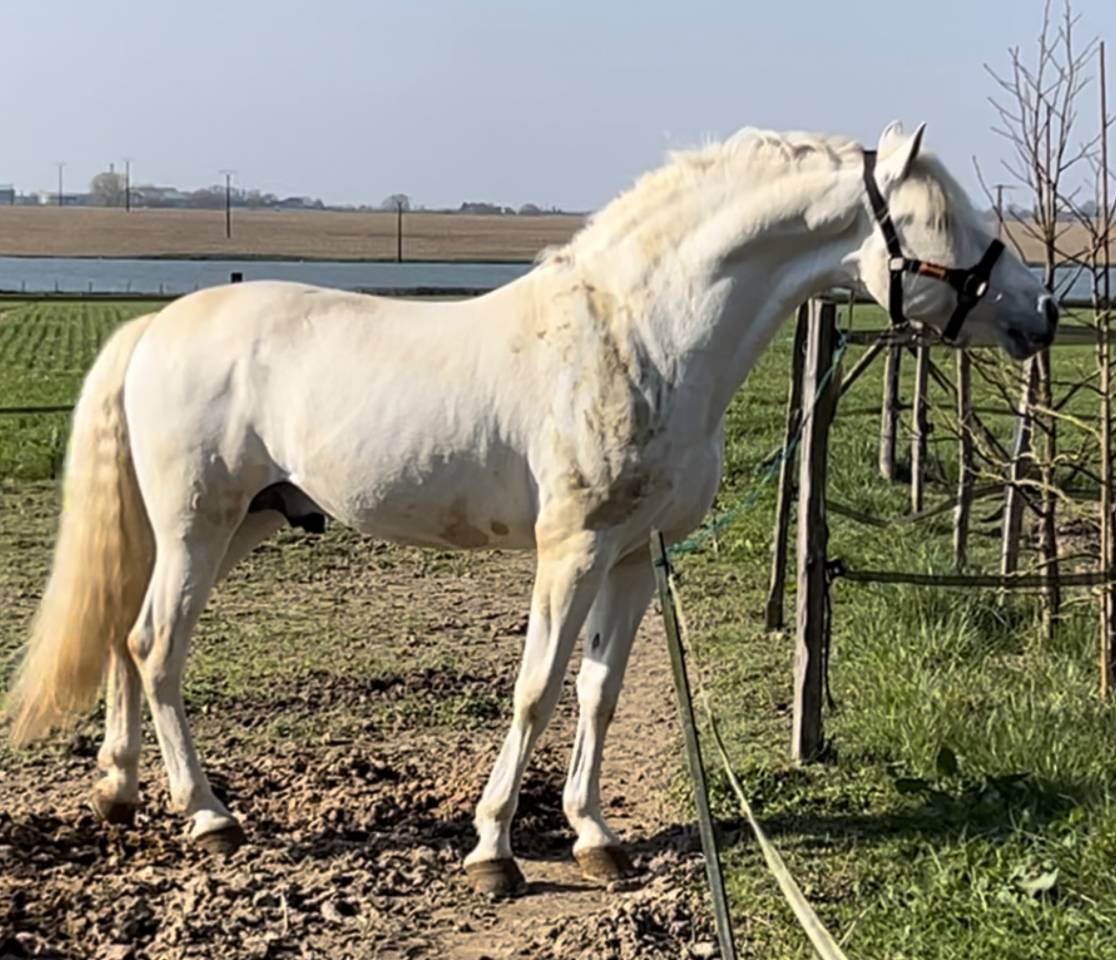 Primavera Pamaro (Pouliche PRE PP)