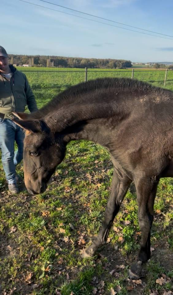 Primavera Pamaro (Pouliche PRE PP)