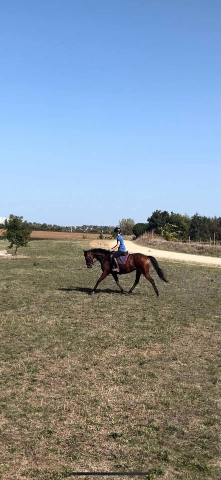 Hongre 13 ans loisir/balade