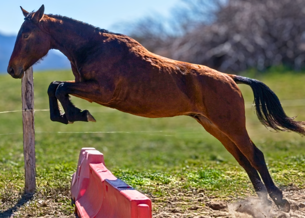 Hongre 2 ans - tr&egrave;s bon trot / mental exceptionnel 