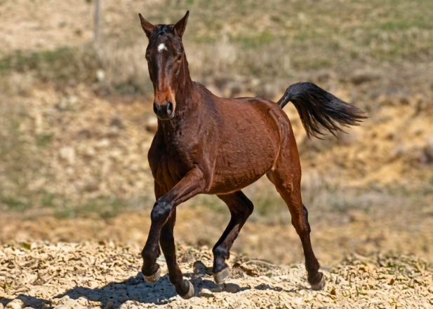 Hongre 2 ans - tr&egrave;s bon trot / mental exceptionnel 