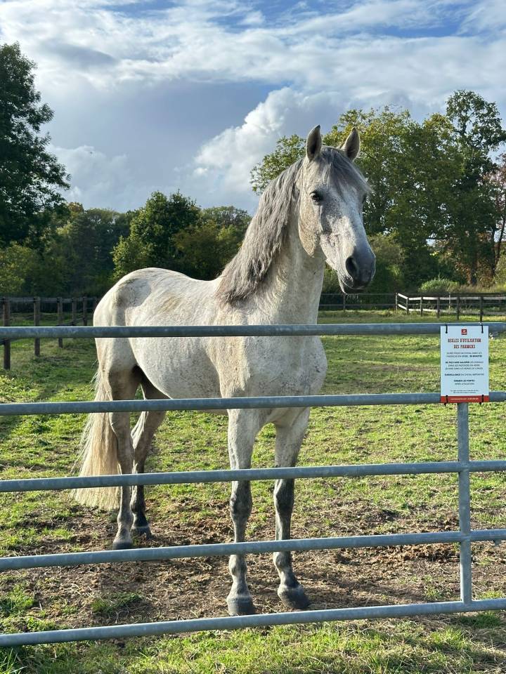 PRE PP entier 11 ans &ndash; Tr&egrave;s bon mental, polyvalent, 9 9