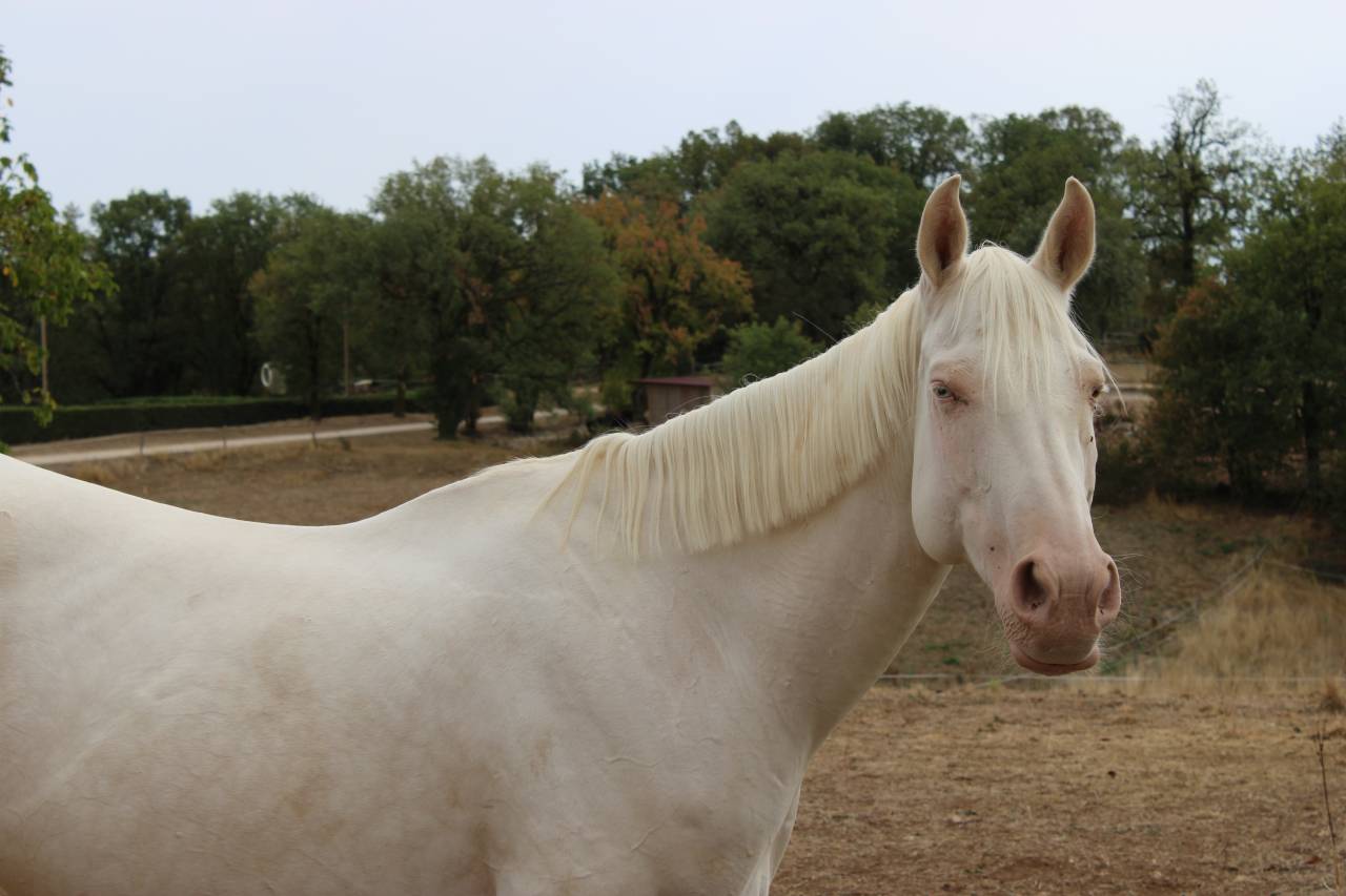 Jument 2ans Perlino SELLE FRANCAIS