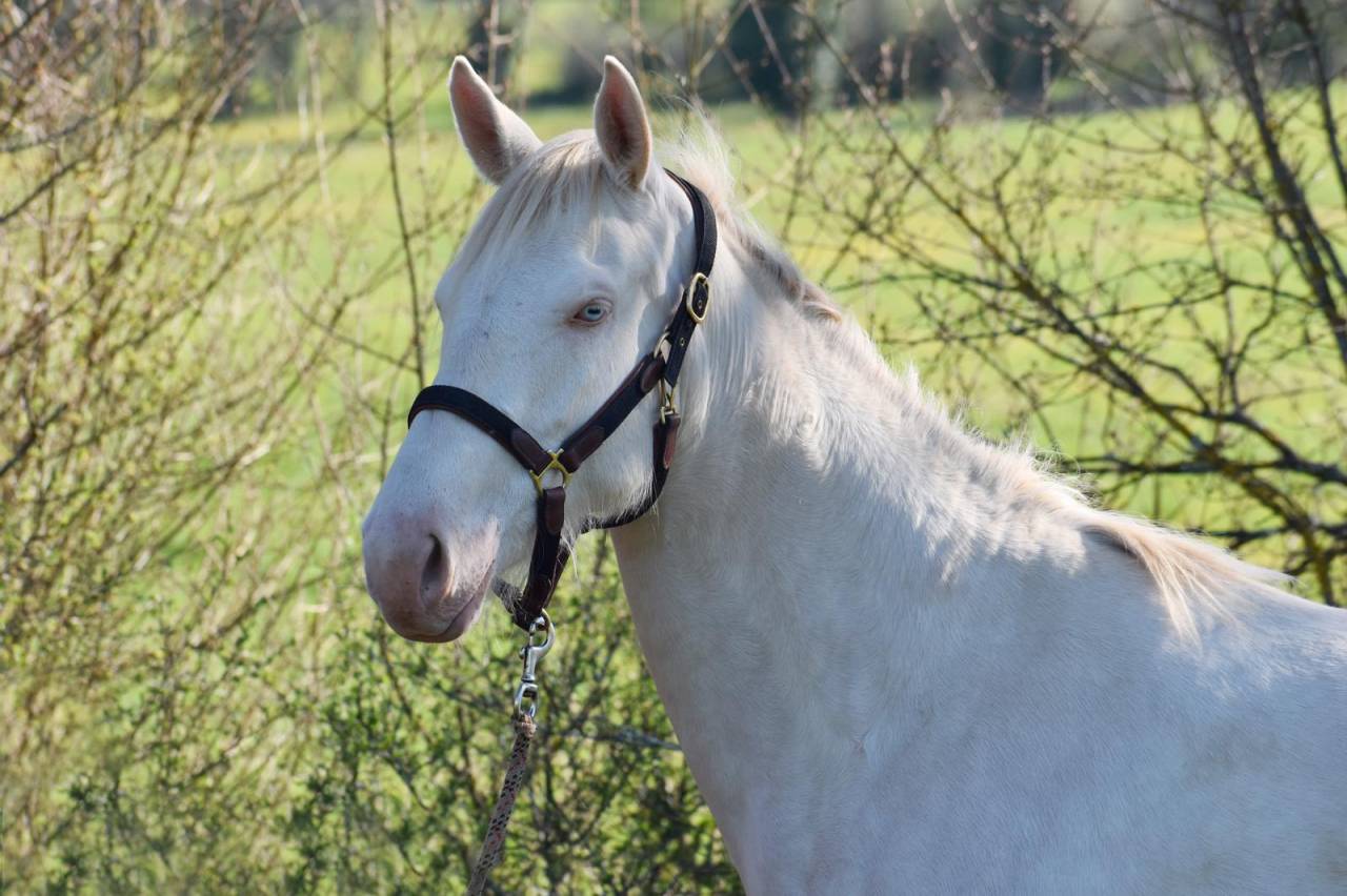 Jument 2ans Perlino SELLE FRANCAIS
