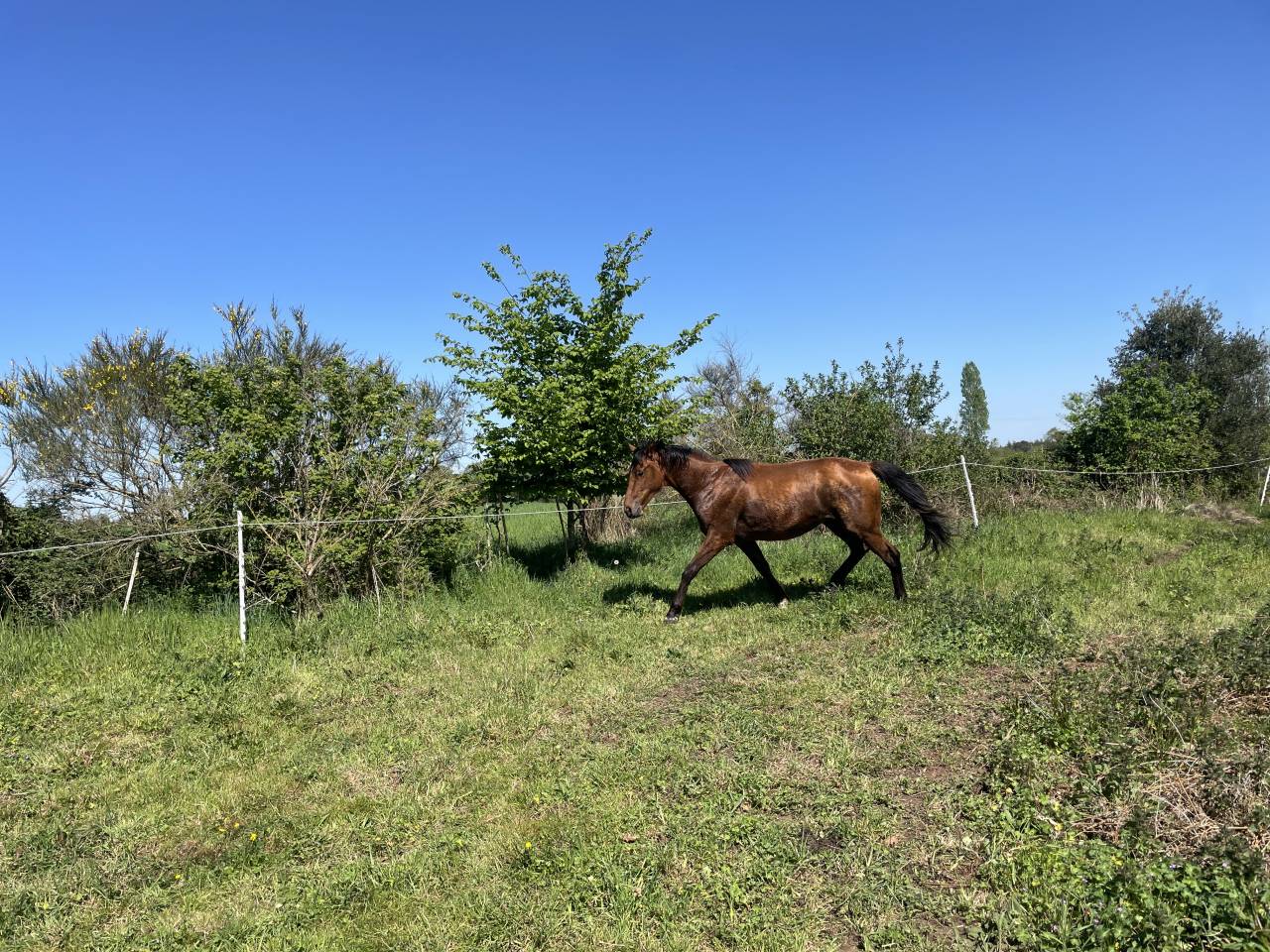 Poulain hongre de 2 ans