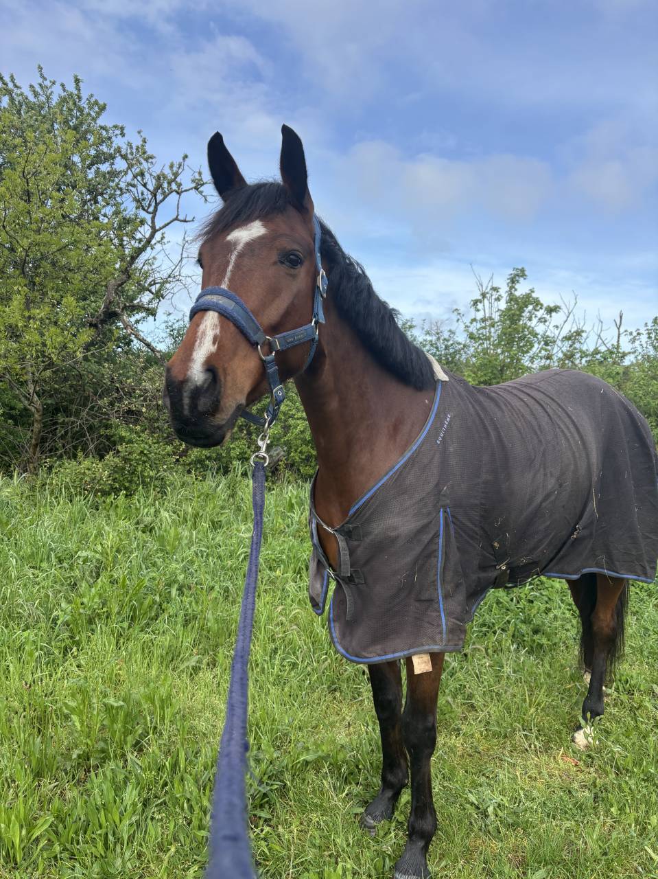 Cheval &agrave; vendre - Hongre de 5 ans  par nabab de r&ecirc;ve