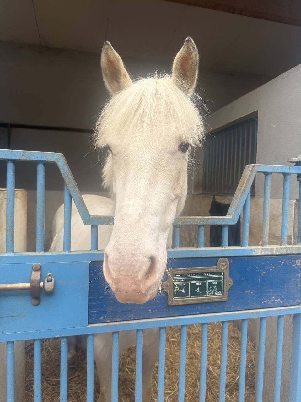 Poney &agrave; louer