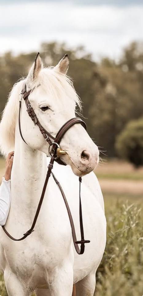 Poney &agrave; louer