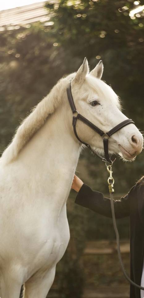 Poney &agrave; louer