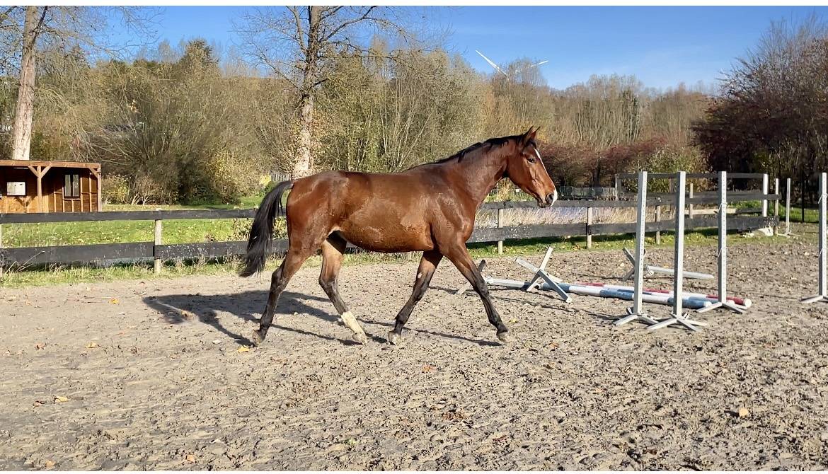 Selle fran&ccedil;ais originel 4 ans 