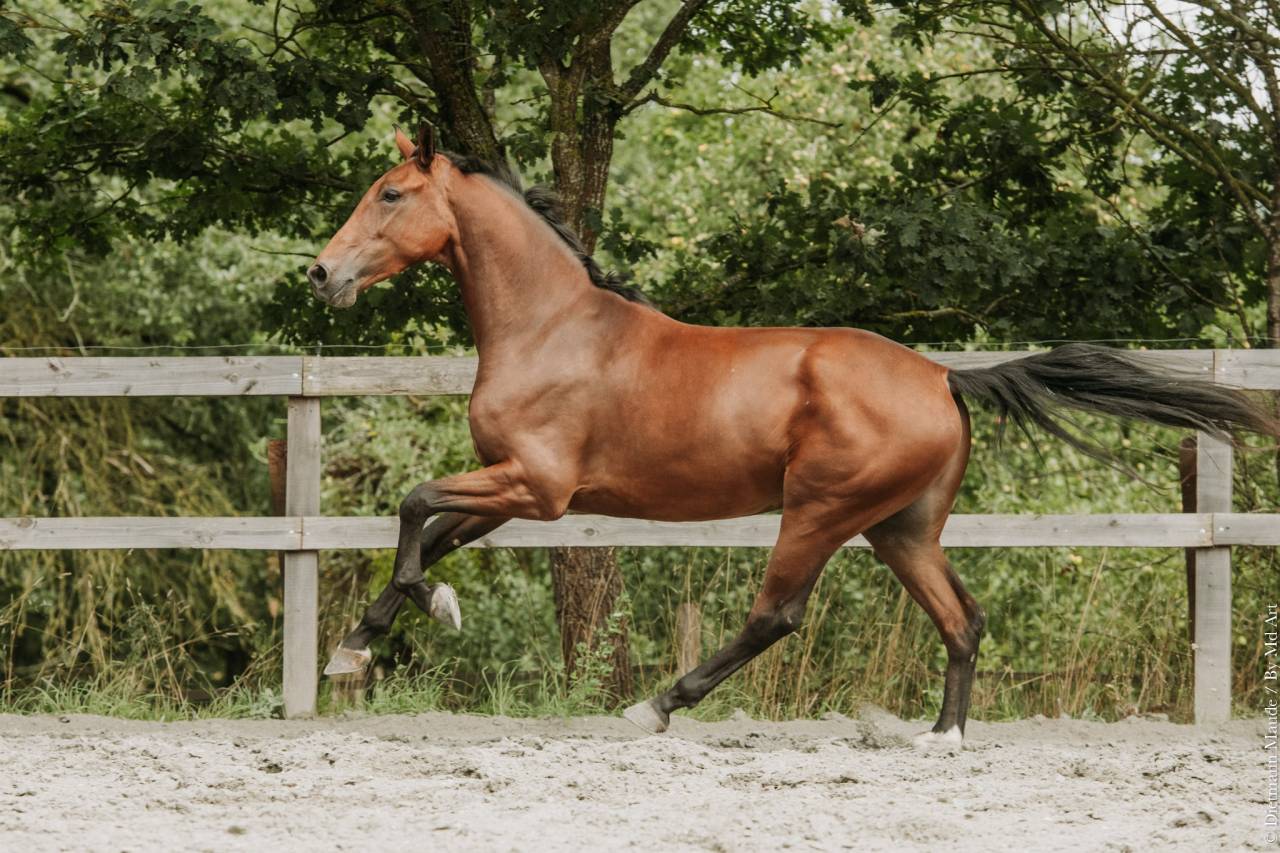Hongre - KWPN - 4 ans - Dressage - France 