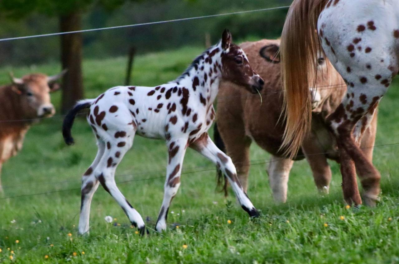 Poulain appaloosa l&eacute;opard sport loisir
