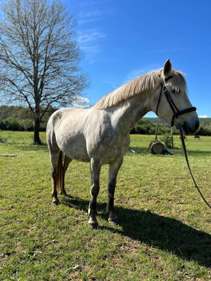 Jument prend 8ans pfs/connemara