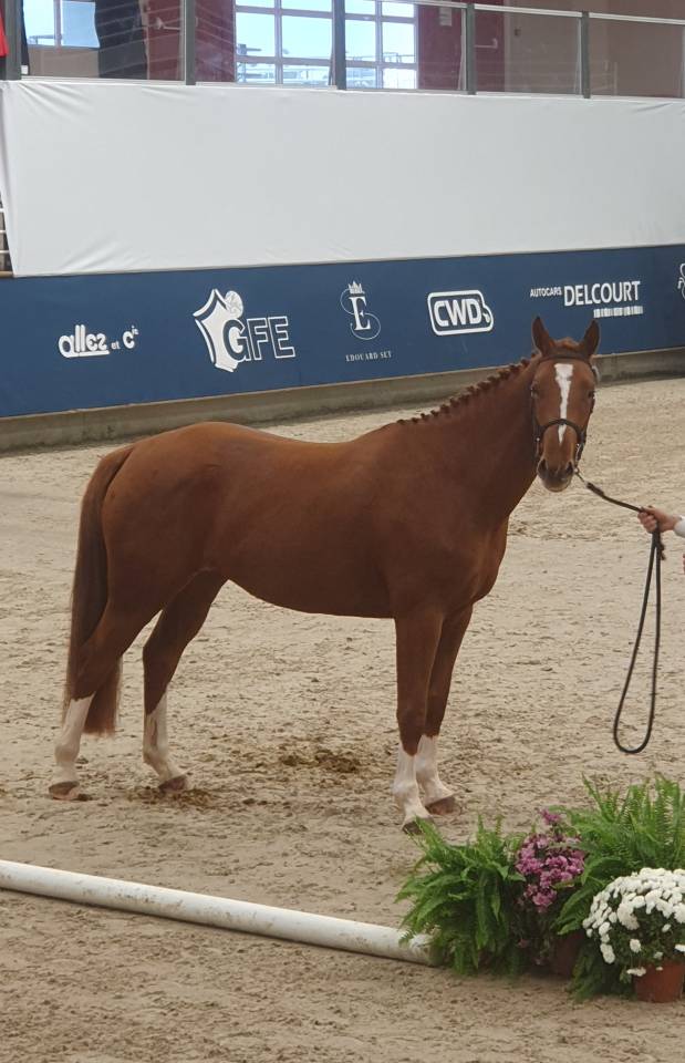 Jument 5 par Bush Vd Heffink 