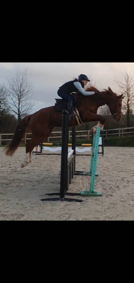 Jument 5 par Bush Vd Heffink 