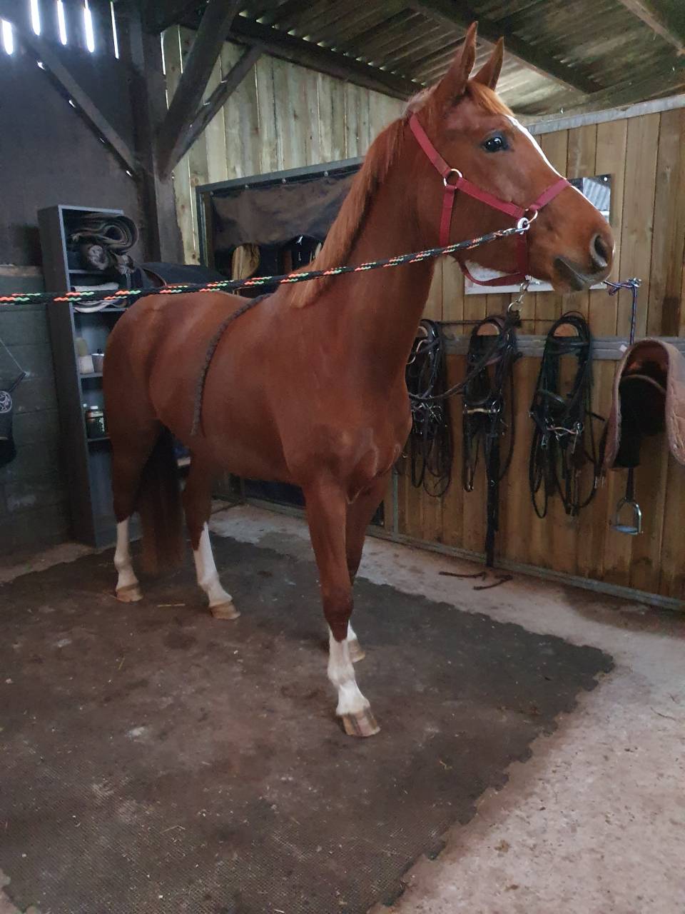 Jument 5 par Bush Vd Heffink 