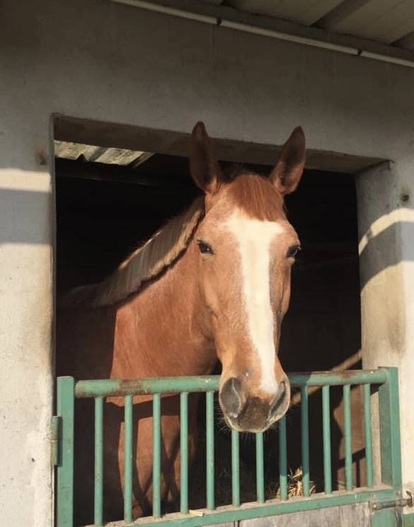 &Agrave; vendre tr&egrave;s belle jument SF de 16 ans 