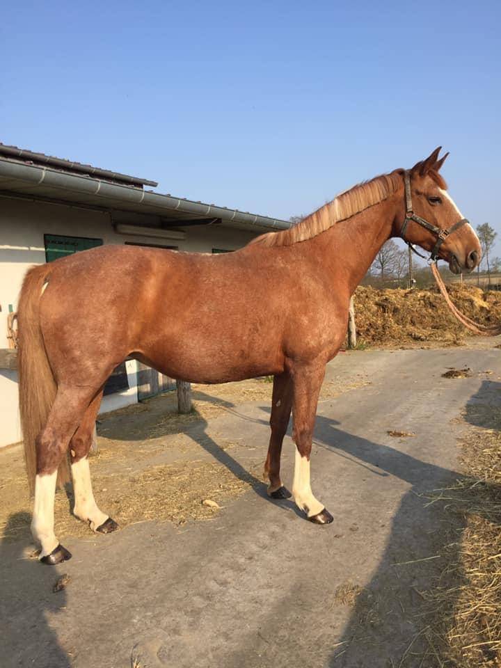 &Agrave; vendre tr&egrave;s belle jument SF de 16 ans 