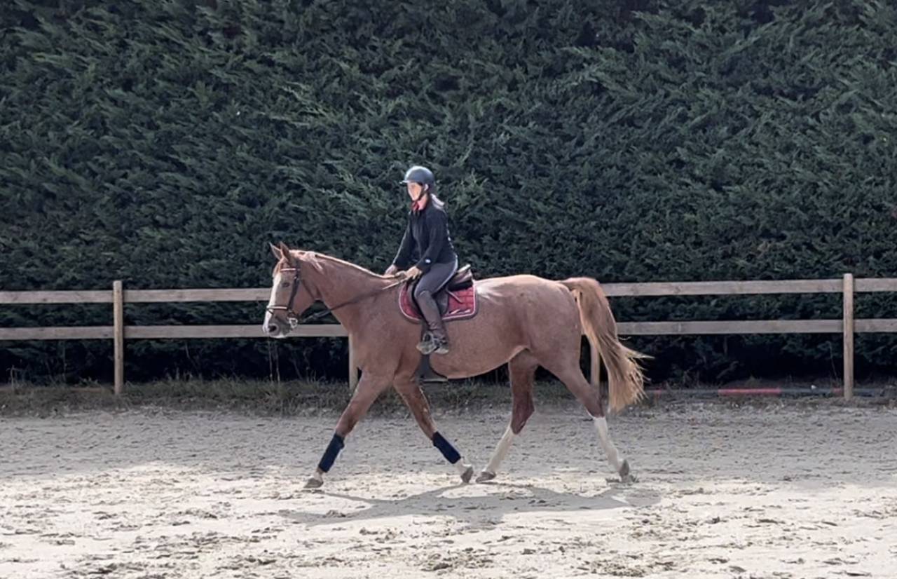 &Agrave; vendre tr&egrave;s belle jument SF de 16 ans 