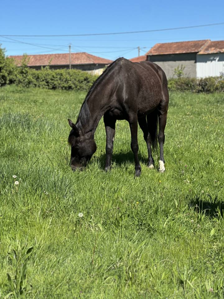 Jump jeune hongre de 6 ans 