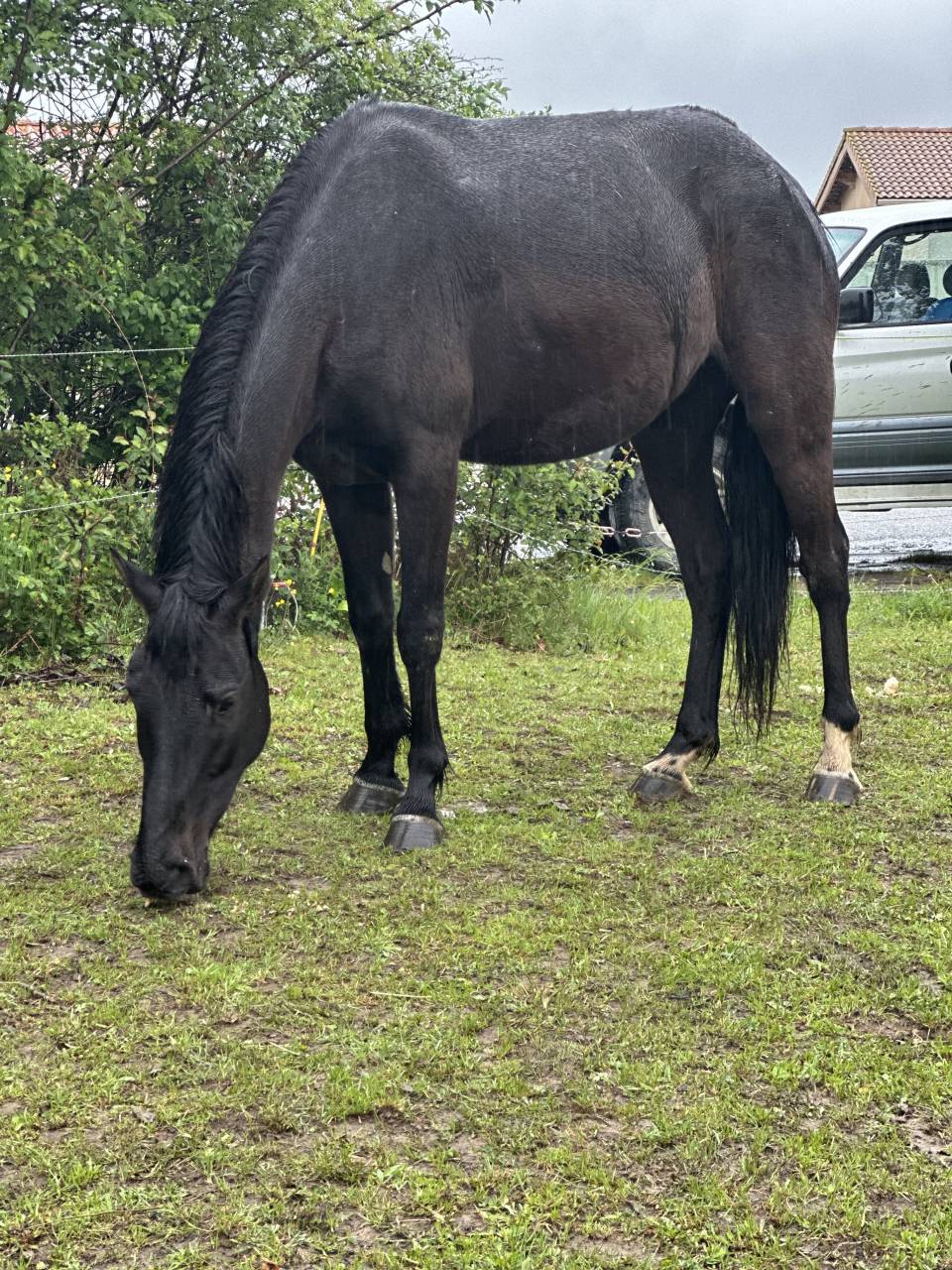 Jump jeune hongre de 6 ans 