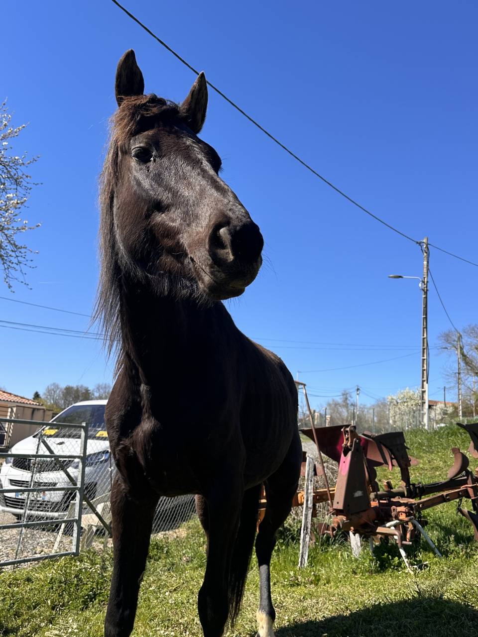 Jump jeune hongre de 6 ans 